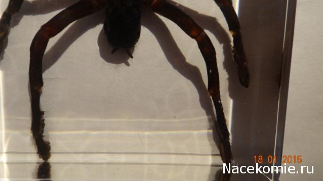 Насекомые. Спец.выпуск №2 - Паук-птицеяд