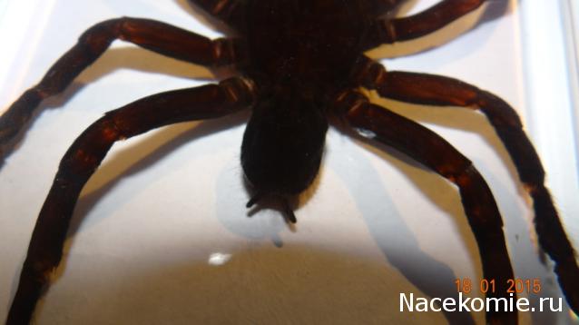 Насекомые. Спец.выпуск №2 - Паук-птицеяд