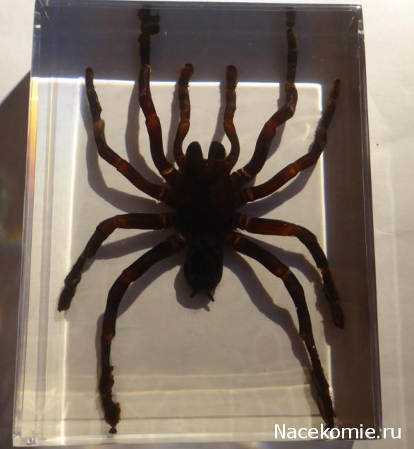 Насекомые. Спец.выпуск №2 - Паук-птицеяд