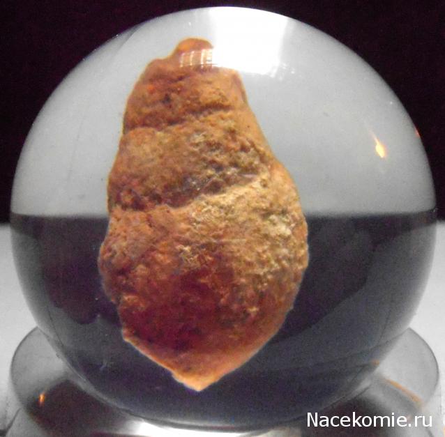 Чудеса Природы №28 - Окаменелая раковина брюхоногого моллюска