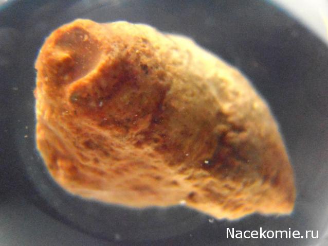 Чудеса Природы №28 - Окаменелая раковина брюхоногого моллюска