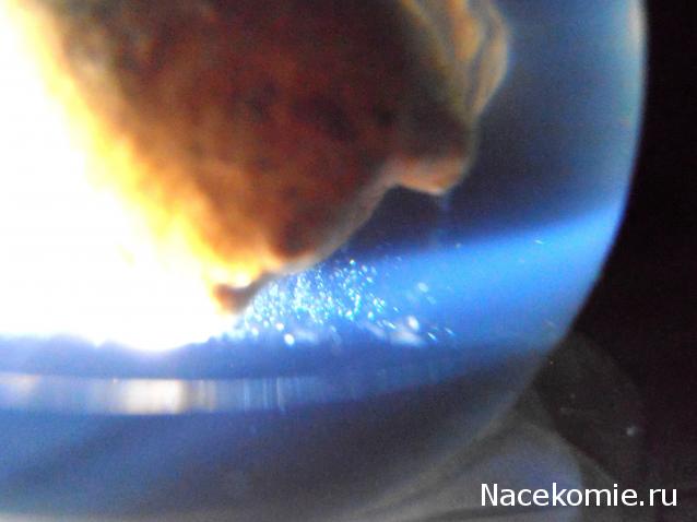 Чудеса Природы №28 - Окаменелая раковина брюхоногого моллюска