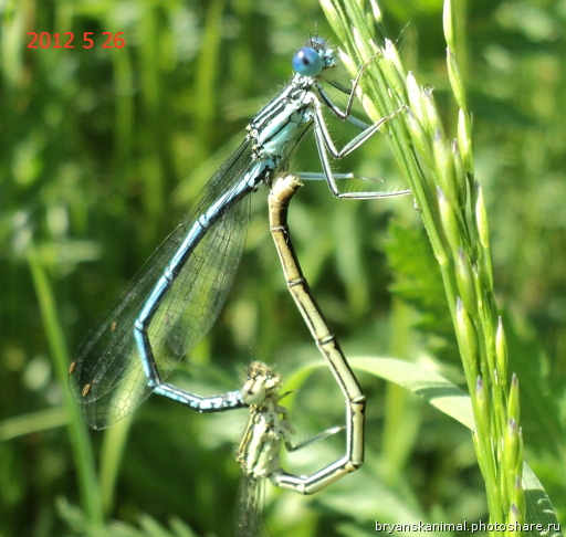 Чудеса Природы №28 - Окаменелая раковина брюхоногого моллюска