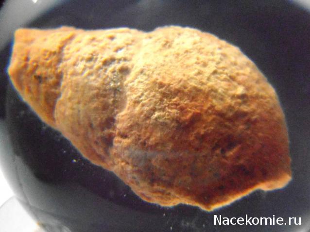 Чудеса Природы №28 - Окаменелая раковина брюхоногого моллюска