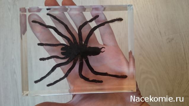 Насекомые. Спец.выпуск №2 - Паук-птицеяд