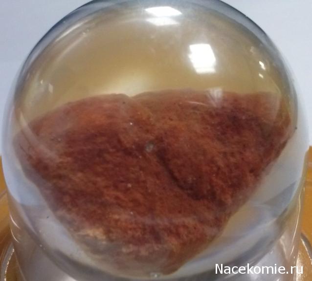 Чудеса Природы №28 - Окаменелая раковина брюхоногого моллюска