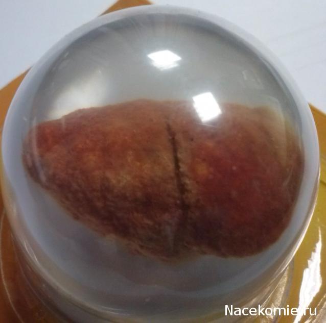 Чудеса Природы №28 - Окаменелая раковина брюхоногого моллюска