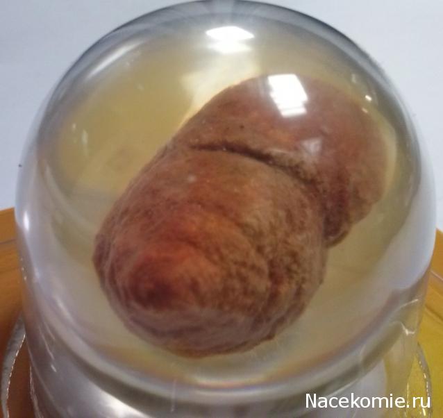 Чудеса Природы №28 - Окаменелая раковина брюхоногого моллюска