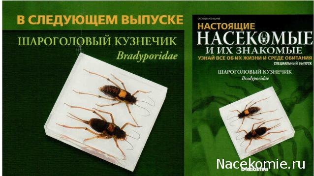 Насекомые. Спец.выпуск №2 - Паук-птицеяд