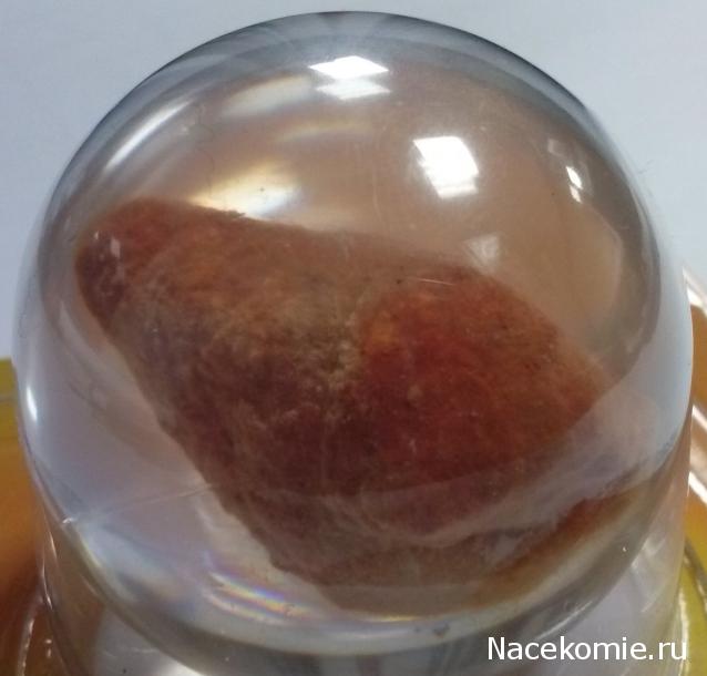 Чудеса Природы №28 - Окаменелая раковина брюхоногого моллюска