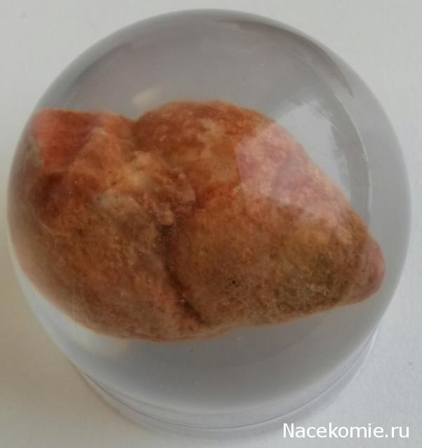 Чудеса Природы №28 - Окаменелая раковина брюхоногого моллюска