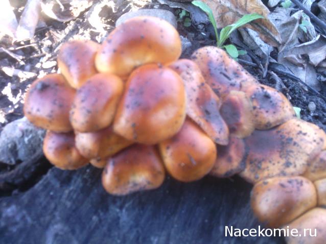 leonidovna - Ниша мечты