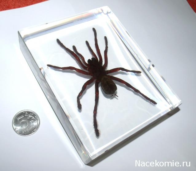 Насекомые. Спец.выпуск №2 - Паук-птицеяд