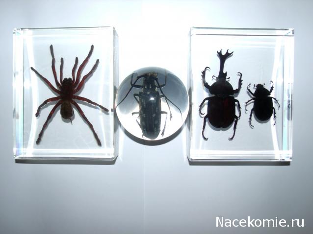 Насекомые. Спец.выпуск №2 - Паук-птицеяд