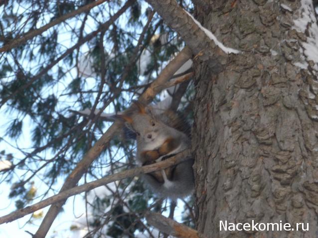 Куклы в народных костюмах – "Девчушки-болтушки"