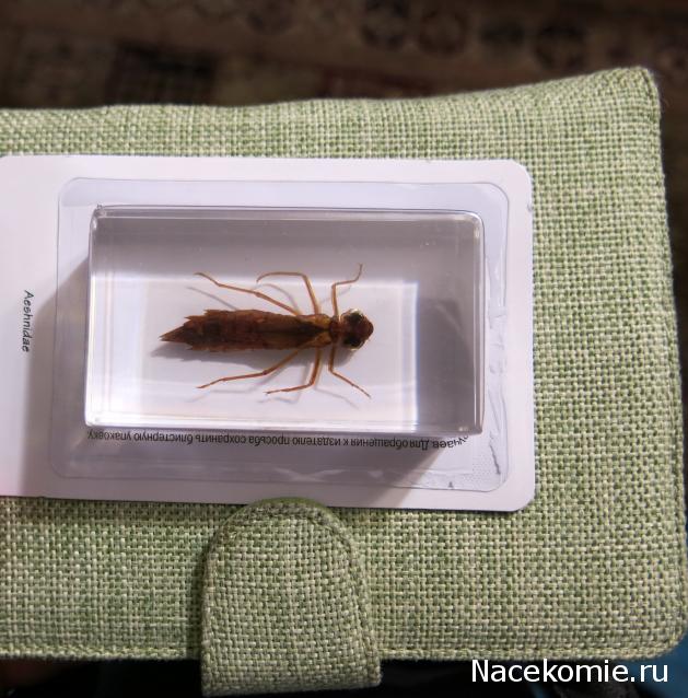 Насекомые №52 - Стрекоза-коромысло (Личинка) (Aeshnidae)