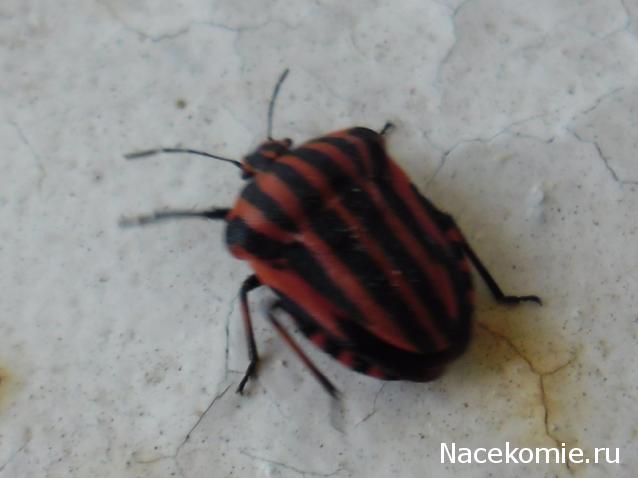 Помощь в определении насекомых