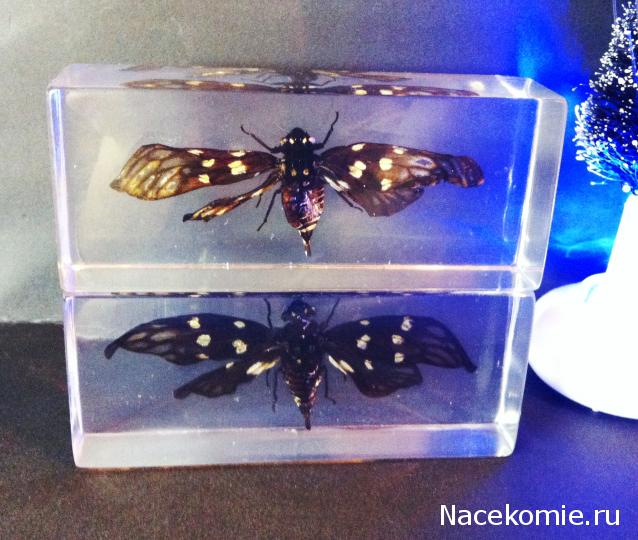 Насекомые №49 - Цикада (Gaeana maculata)