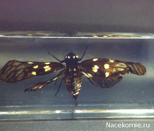 Насекомые №49 - Цикада (Gaeana maculata)