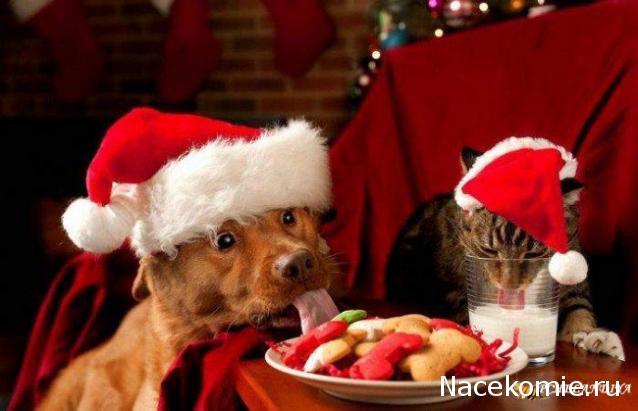 Дом Мечты Болталка: перезагрузка