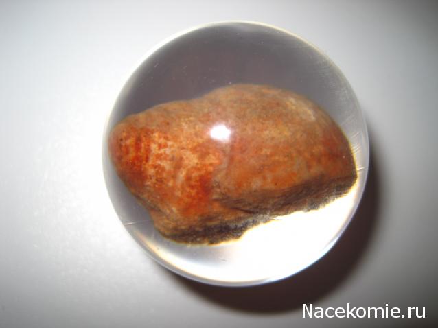 Чудеса Природы №28 - Окаменелая раковина брюхоногого моллюска