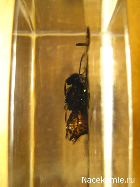 Насекомые №50 - Белый парусник (Lamproptera curius)