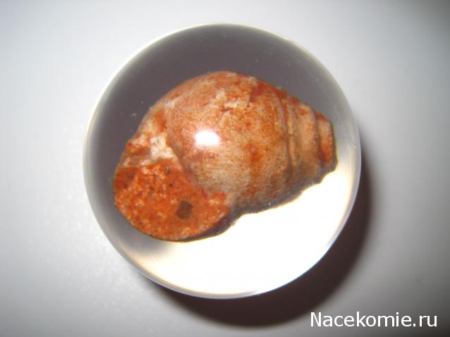 Чудеса Природы №28 - Окаменелая раковина брюхоногого моллюска