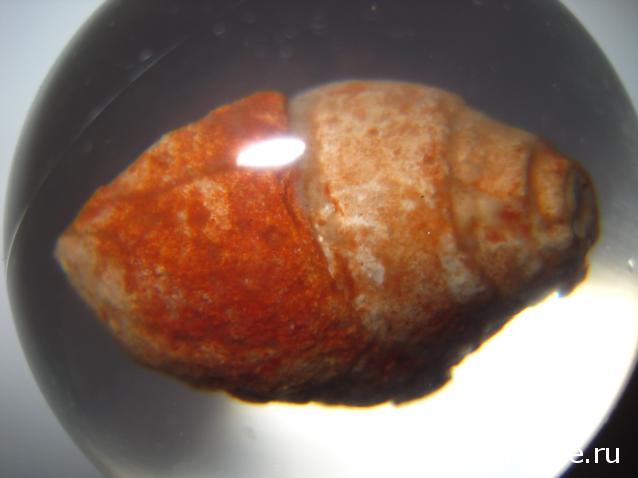 Чудеса Природы №28 - Окаменелая раковина брюхоногого моллюска