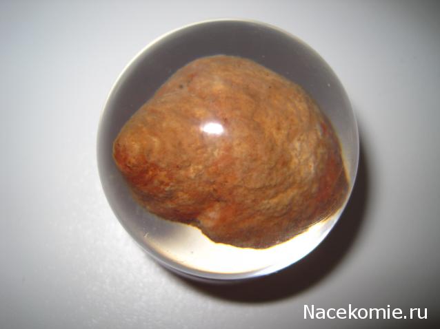 Чудеса Природы №28 - Окаменелая раковина брюхоногого моллюска