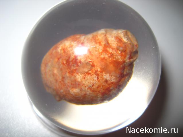 Чудеса Природы №28 - Окаменелая раковина брюхоногого моллюска