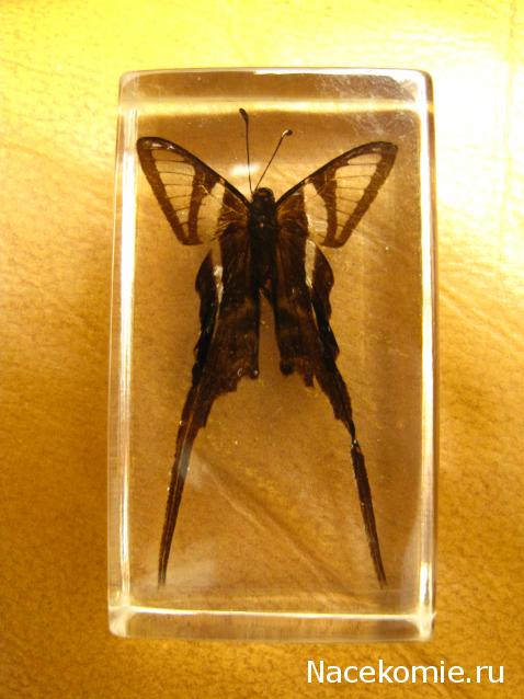 Насекомые №50 - Белый парусник (Lamproptera curius)