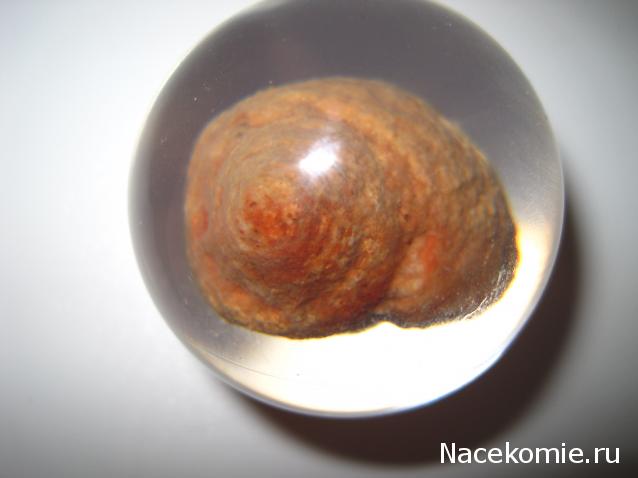 Чудеса Природы №28 - Окаменелая раковина брюхоногого моллюска