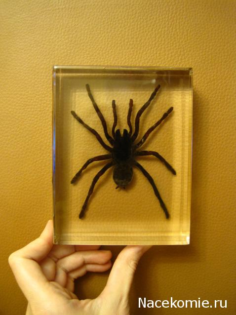 Насекомые. Спец.выпуск №2 - Паук-птицеяд