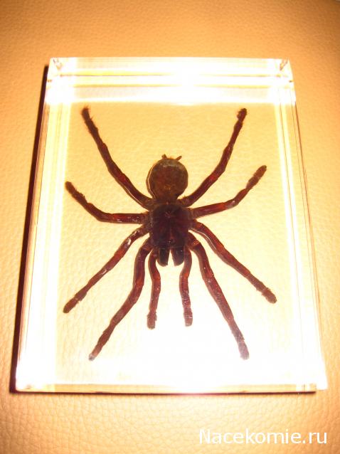 Насекомые. Спец.выпуск №2 - Паук-птицеяд