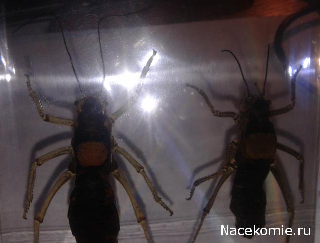 Насекомые и их знакомые. Спец.выпуск №3 - Шароголовый кузнечик