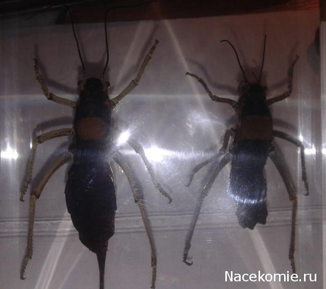 Насекомые и их знакомые. Спец.выпуск №3 - Шароголовый кузнечик