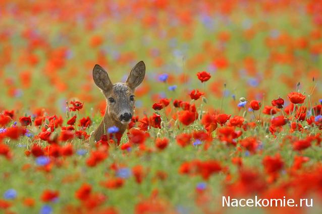Наши Дни Рождения
