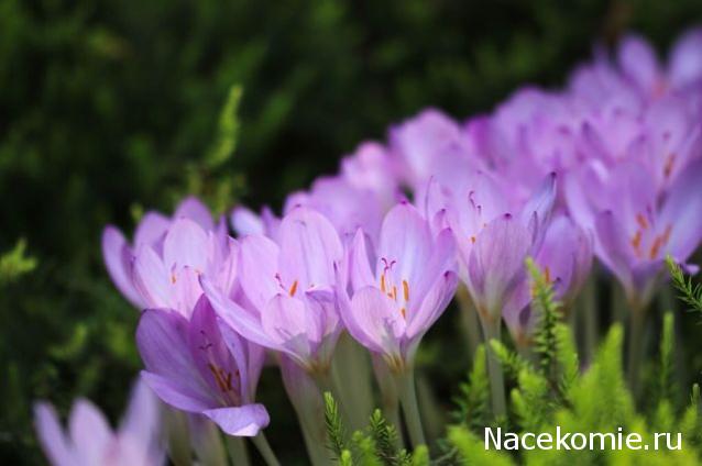 Наши Дни Рождения