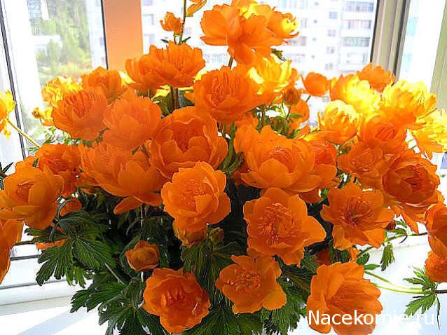 Наши Дни Рождения