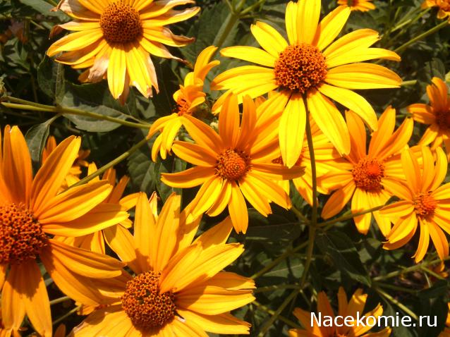 leonidovna - Ниша мечты