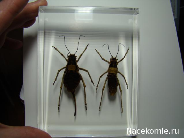 Насекомые и их знакомые. Спец.выпуск №3 - Шароголовый кузнечик