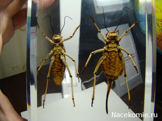 Насекомые и их знакомые. Спец.выпуск №3 - Шароголовый кузнечик