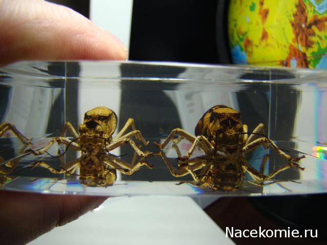 Насекомые и их знакомые. Спец.выпуск №3 - Шароголовый кузнечик