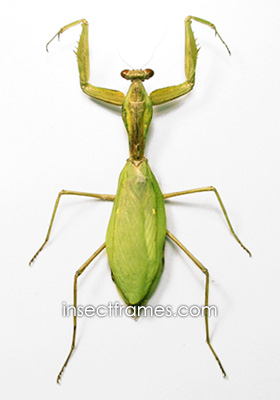 Насекомые и их знакомые 2014 - График Выхода и обсуждение