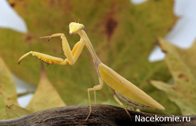 Насекомые и их знакомые 2014 - График Выхода и обсуждение