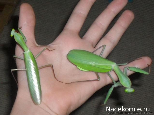 Насекомые и их знакомые 2014 - График Выхода и обсуждение