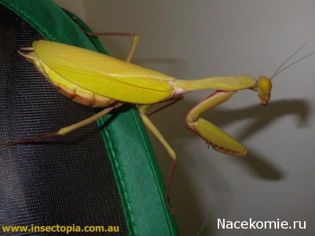 Насекомые и их знакомые 2014 - График Выхода и обсуждение