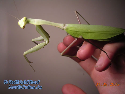 Насекомые и их знакомые 2014 - График Выхода и обсуждение