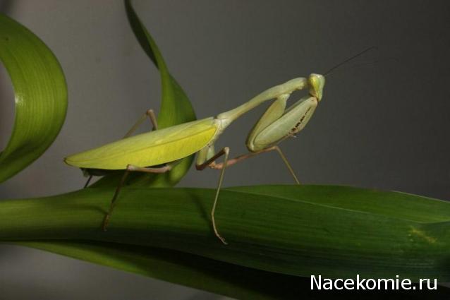 Насекомые и их знакомые 2014 - График Выхода и обсуждение