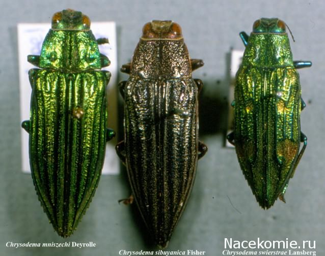 Насекомые и их знакомые 2014 - График Выхода и обсуждение